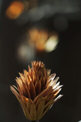 百合の木　冬姿