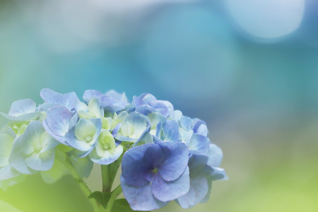 紫陽花