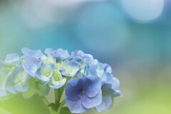 紫陽花