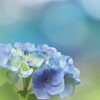 紫陽花