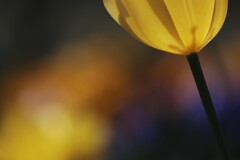 tulip