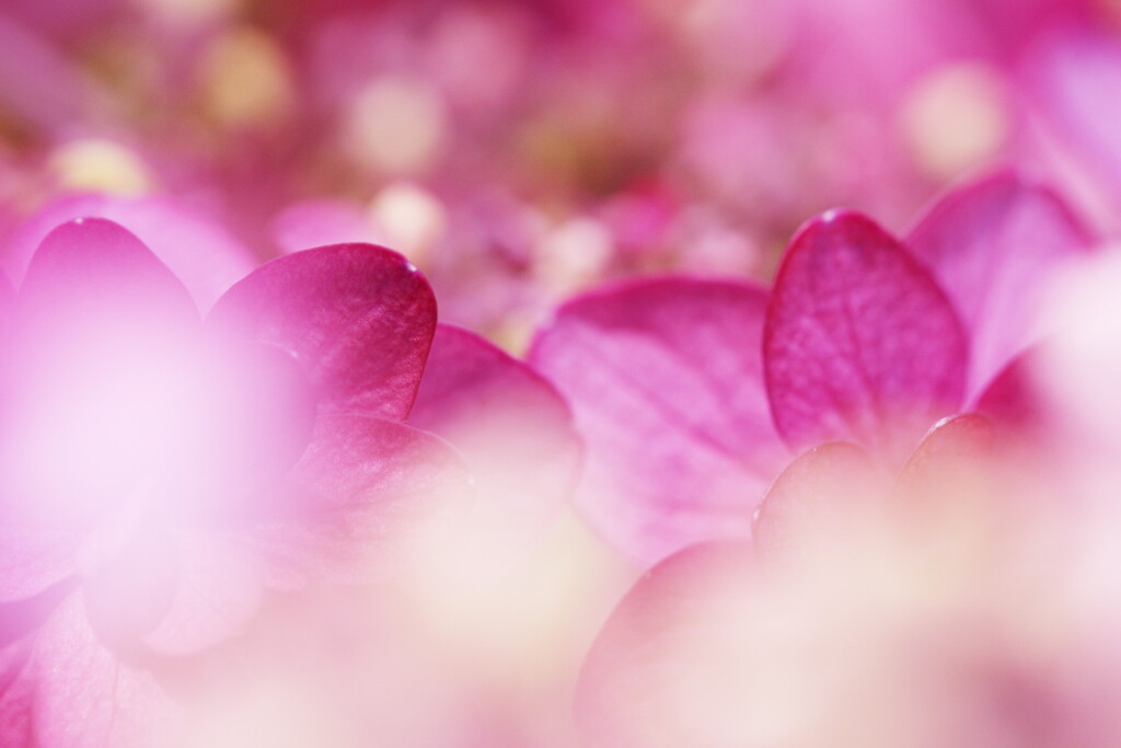 紫陽花