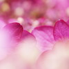 紫陽花