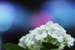 紫陽花
