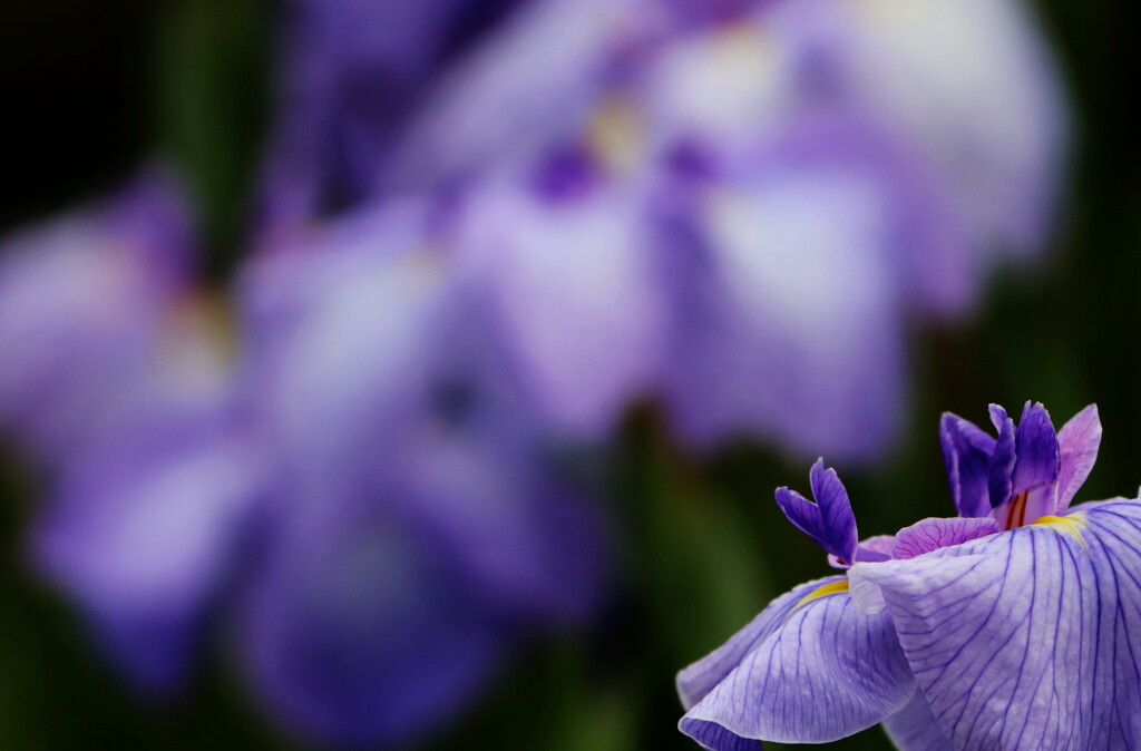 花菖蒲