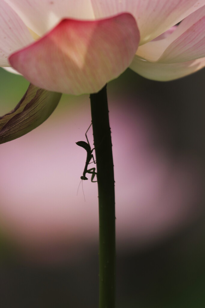 花陰