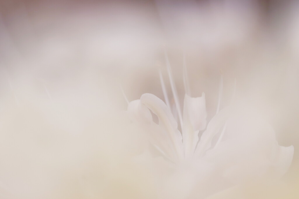 白花曼珠沙華