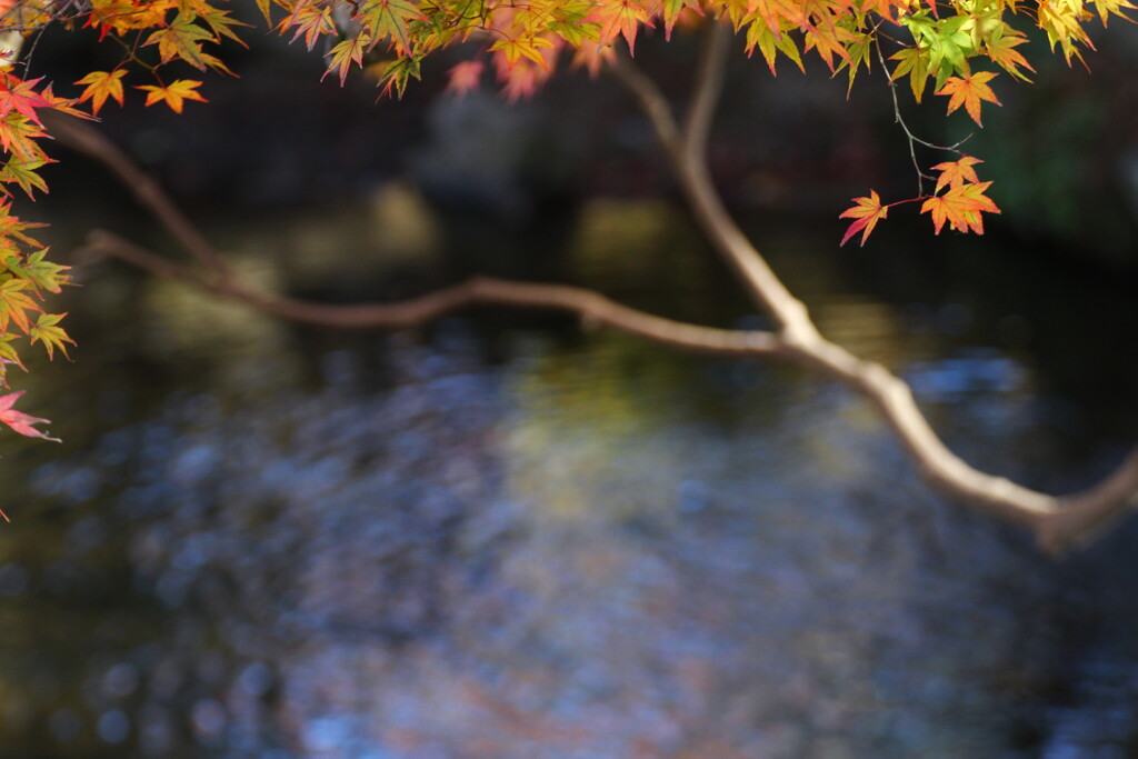 池のもみじ