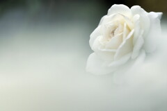秋の白い薔薇