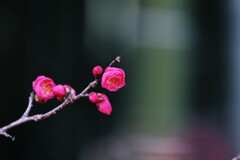 竹林の梅