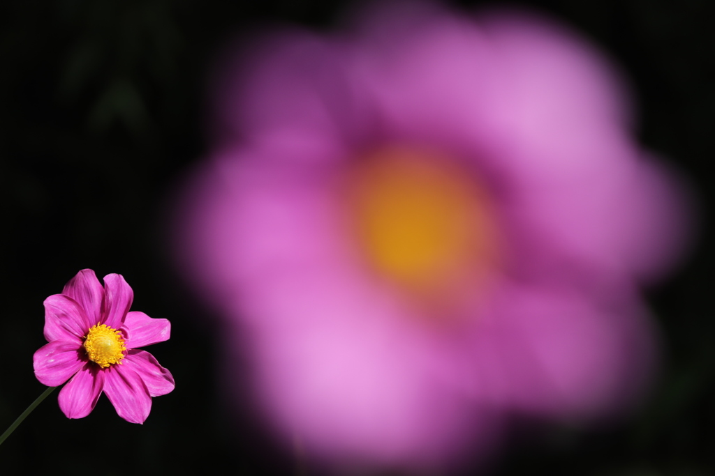 dahlia