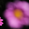 dahlia