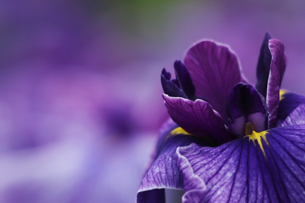 花菖蒲