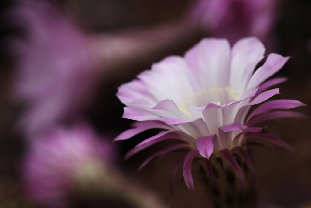 サボテンの花