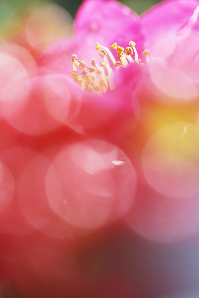 山茶花