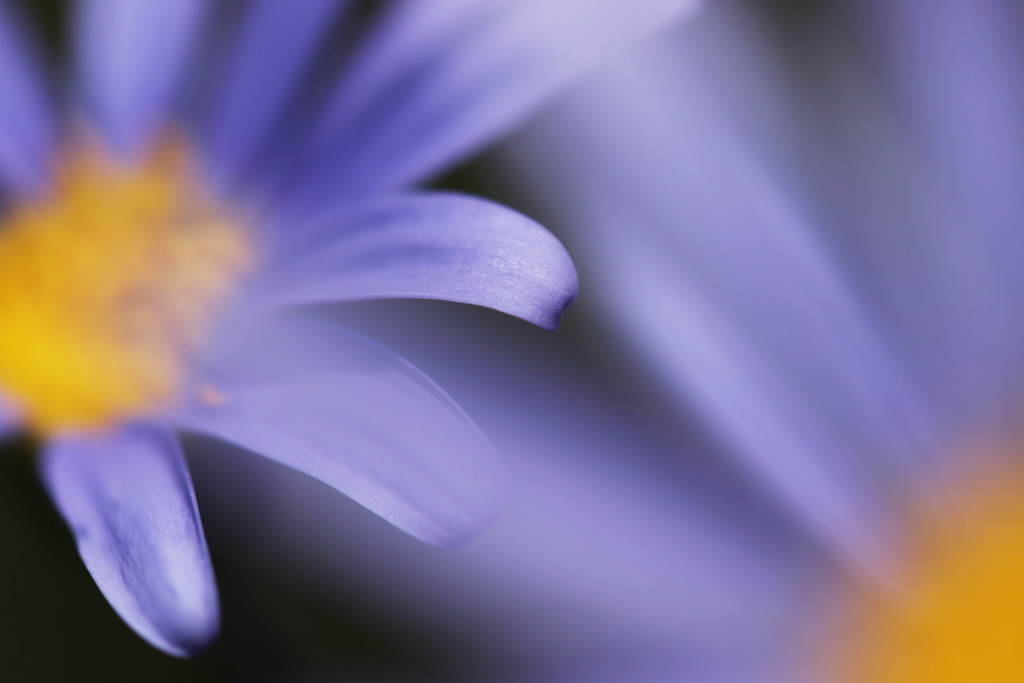 blue daisy