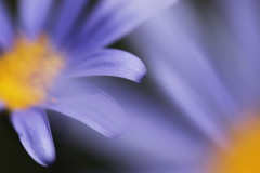 blue daisy