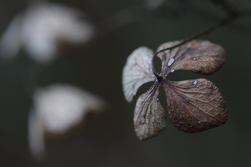 枯れ花