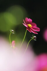 秋桜