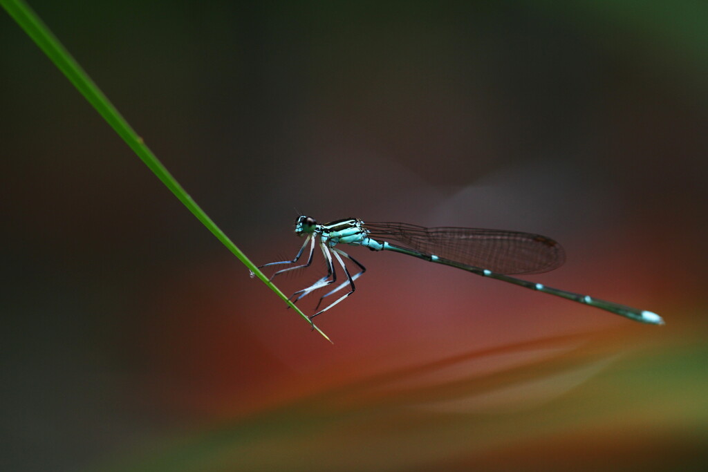 蜻蛉