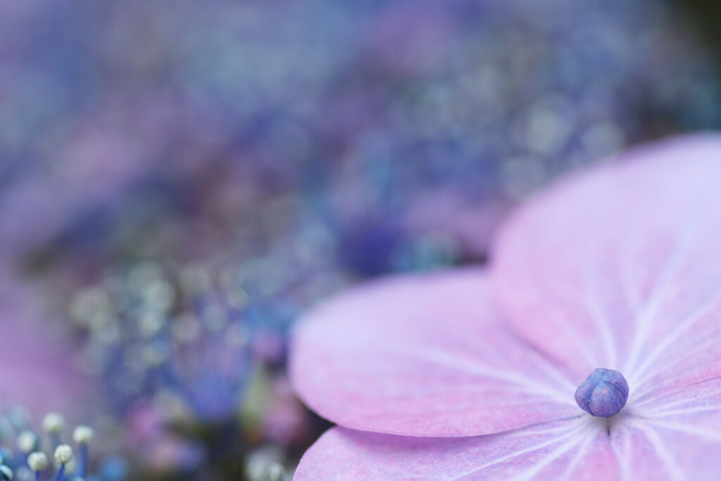 紫陽花