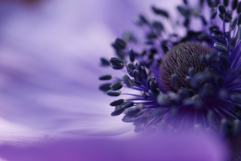 anemone