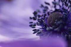 anemone