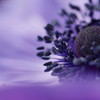 anemone