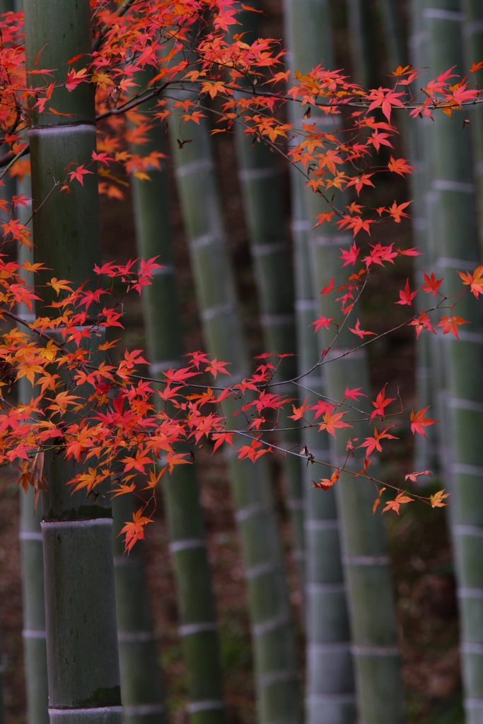 竹林秋寸景