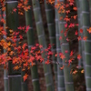 竹林秋寸景