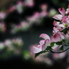 花水木