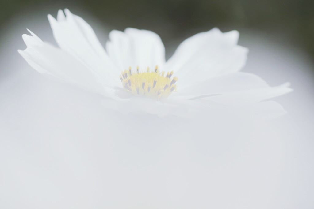 cosmos