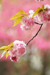 八重桜