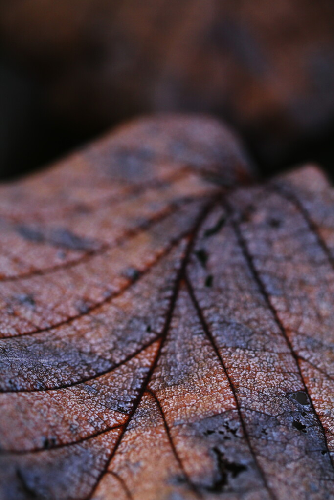 autumn leaf