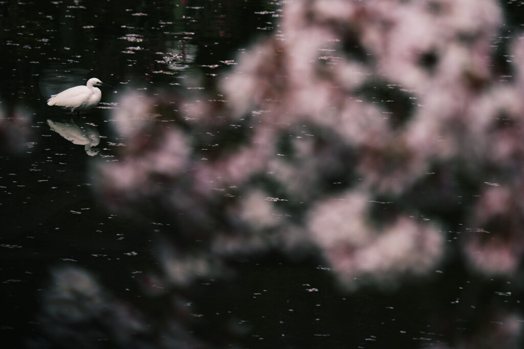 鷺池桜景色