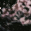 鷺池桜景色