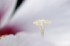 木槿