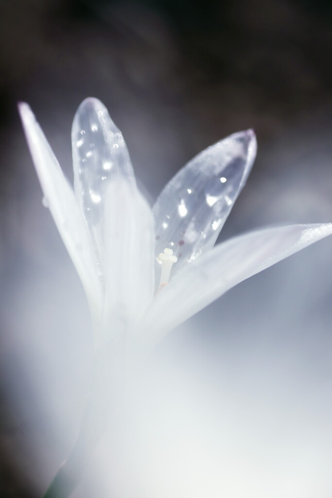 rain lily