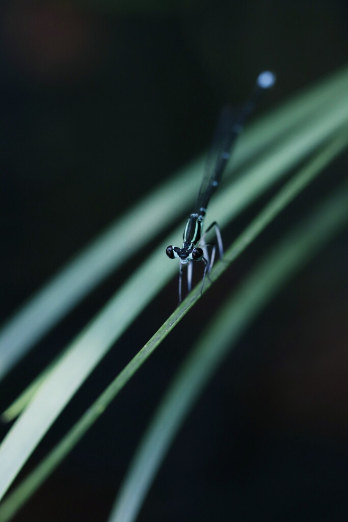 蜻蛉