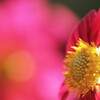 dahlia