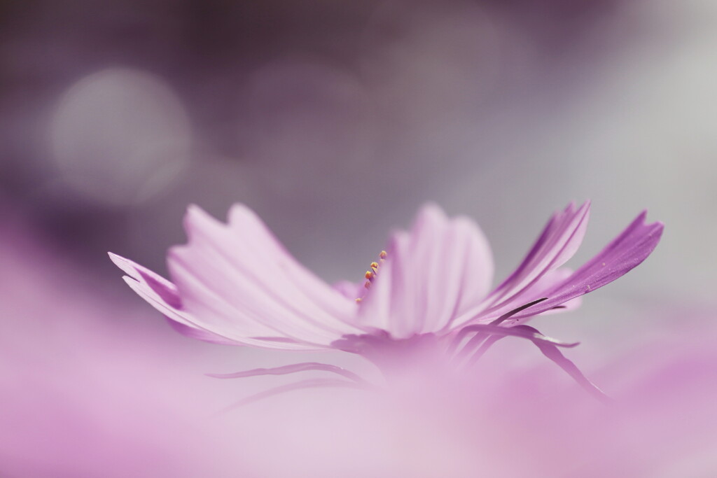cosmos