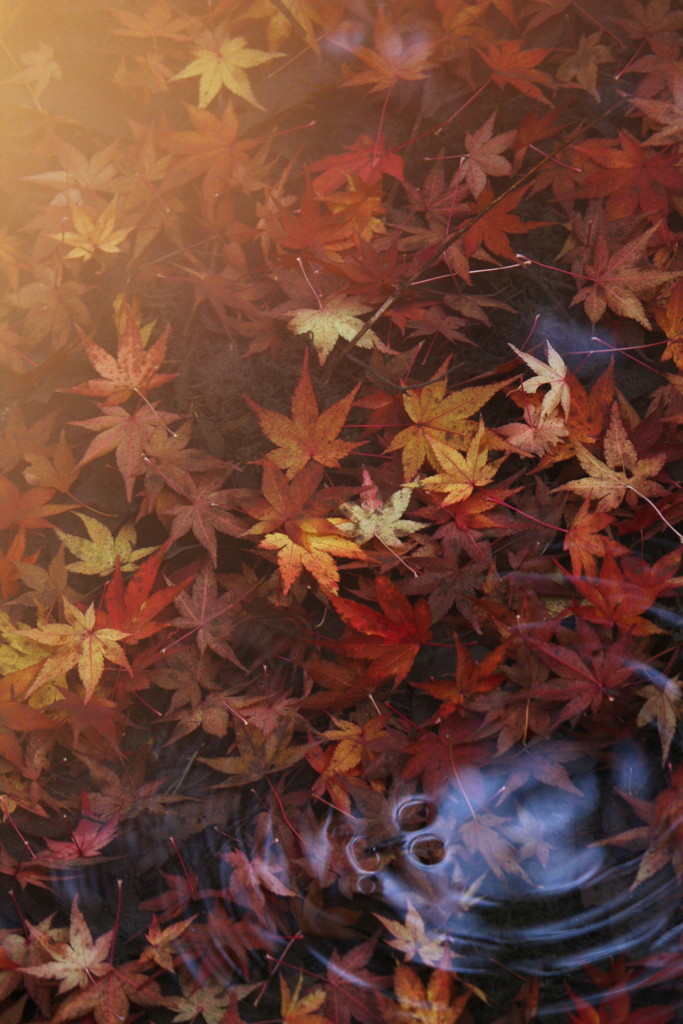 落葉の行方