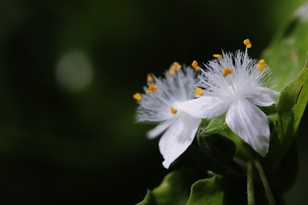 常盤露草