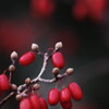 山茱萸