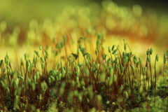 苔の世界