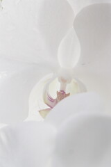 蘭
