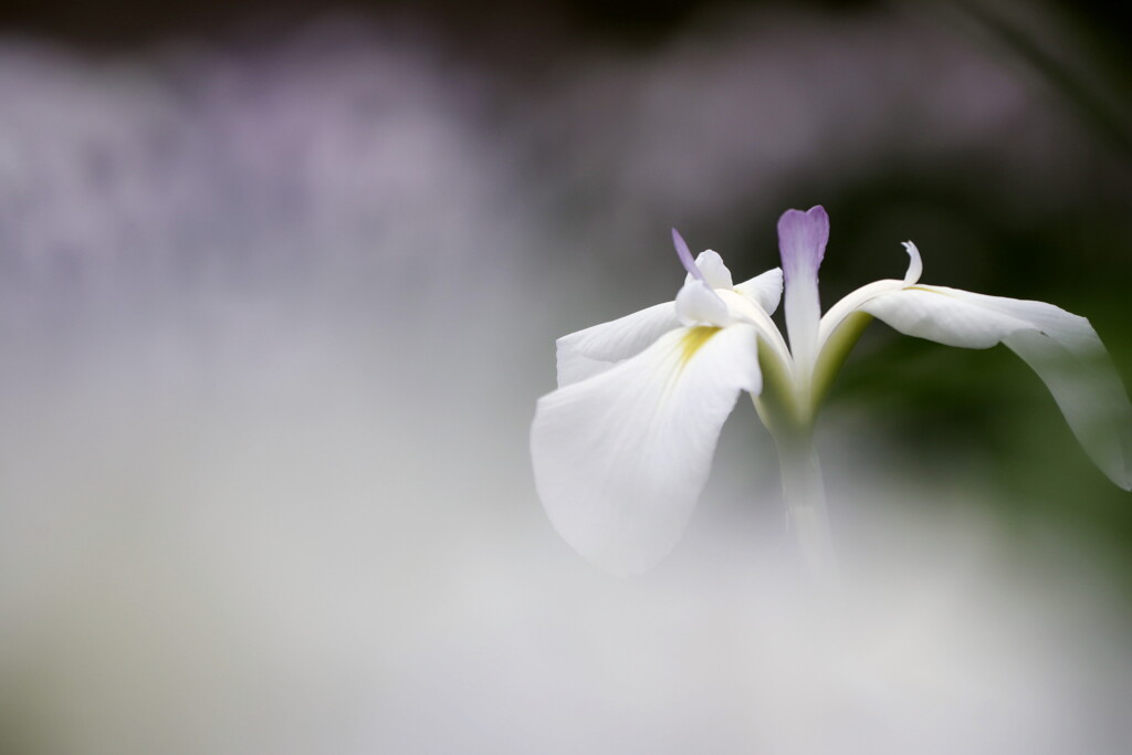 花菖蒲