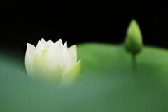 白蓮
