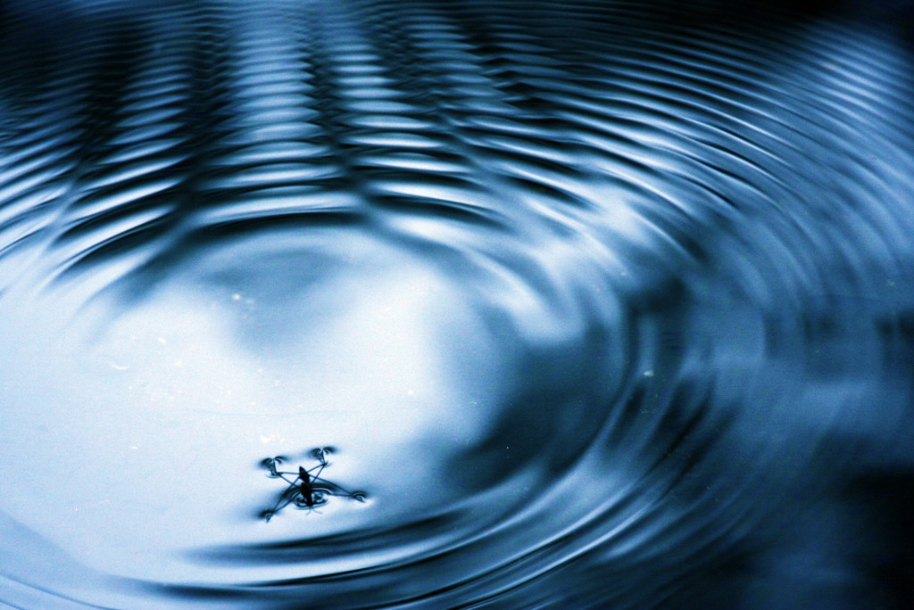water strider