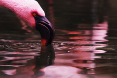 flamingo
